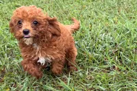 Benny, a male Poodle - Toy  for sale in Shipshewana, IN – 7 of 8