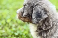 Yola, a female Bernese Mountain Dog and Miniature Bernedoodle for sale in Shipshewana, IN – 10 of 10