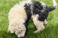 Willow , a female Miniature Bernedoodle for sale in Shipshewana, IN – 6 of 10
