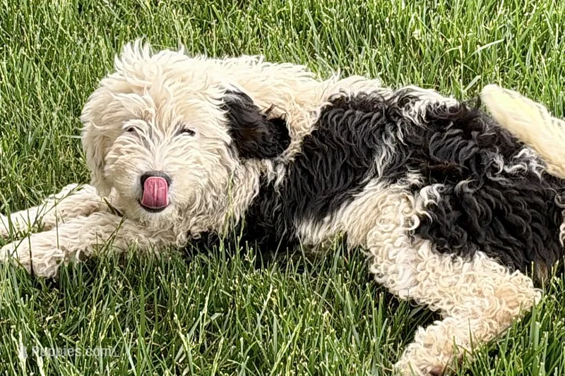 Willow  – Miniature Bernedoodle puppy for sale in Shipshewana, IN