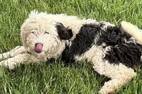 Willow , a female Miniature Bernedoodle for sale in Shipshewana, IN – 1 of 10