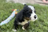 Yukon, a male Bernese Mountain Dog and Miniature Bernedoodle for sale in Shipshewana, IN – 4 of 9