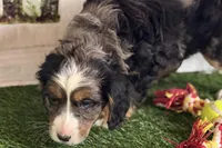 Nakoda , a male Bernese Mountain Dog and Miniature Bernedoodle for sale in Shipshewana, IN – Photo 2 of 9