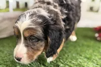 Nakoda , a male Bernese Mountain Dog and Miniature Bernedoodle for sale in Shipshewana, IN – Photo 7 of 9