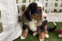 Nakoda , a male Bernese Mountain Dog and Miniature Bernedoodle for sale in Shipshewana, IN – Photo 9 of 9
