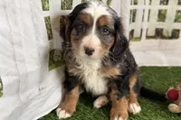 Nakoda , a male Bernese Mountain Dog and Miniature Bernedoodle for sale in Shipshewana, IN – Photo 6 of 9