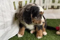 Nakoda , a male Bernese Mountain Dog and Miniature Bernedoodle for sale in Shipshewana, IN – Photo 8 of 9