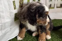Nakoda , a male Bernese Mountain Dog and Miniature Bernedoodle for sale in Shipshewana, IN – Photo 5 of 9