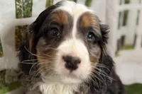 Nakoda , a male Bernese Mountain Dog and Miniature Bernedoodle for sale in Shipshewana, IN – Photo 1 of 9