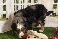 Nakoda , a male Bernese Mountain Dog and Miniature Bernedoodle for sale in Shipshewana, IN – Photo 4 of 9