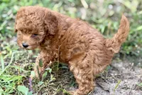Bristol, a female Poodle - Toy  for sale in Shipshewana, IN – 9 of 9