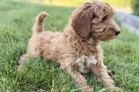 Orlo, a male Goldendoodle for sale in Shipshewana, IN – 8 of 8