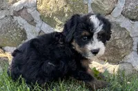 Joella, a female Bernedoodle for sale in Shipshewana, IN – 4 of 6