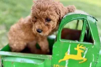 Wiggles, a female Miniature Goldendoodle for sale in Shipshewana, IN – 10 of 10