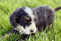Ollie, a male Bernedoodle for sale in Shipshewana, IN – 5 of 10