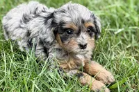 Orbana, a female Bernedoodle for sale in Shipshewana, IN – 8 of 9