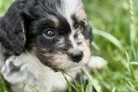 Ottor , a male Bernedoodle for sale in Shipshewana, IN – 9 of 9