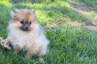 Urie, a male Pomeranian for sale in Shipshewana, IN – 5 of 8