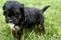 Omar, a male Bernedoodle for sale in Shipshewana, IN – 3 of 10