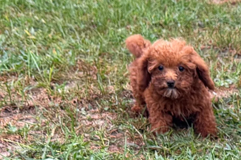 Bree – Poodle - Toy  puppy for sale in Shipshewana, IN