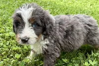 Yale , a male Bernese Mountain Dog and Miniature Bernedoodle for sale in Shipshewana, IN – 3 of 9