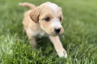 Ocey , a female Goldendoodle for sale in Shipshewana, IN – 8 of 9