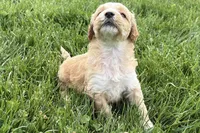 Ocey , a female Goldendoodle for sale in Shipshewana, IN – 5 of 9