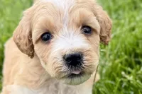 Ocey , a female Goldendoodle for sale in Shipshewana, IN – 1 of 9