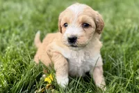 Ocey , a female Goldendoodle for sale in Shipshewana, IN – 4 of 9