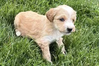Ocey , a female Goldendoodle for sale in Shipshewana, IN – 2 of 9