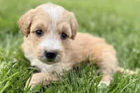 Ocey , a female Goldendoodle for sale in Shipshewana, IN – 7 of 9