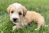 Ocey , a female Goldendoodle for sale in Shipshewana, IN – 3 of 9