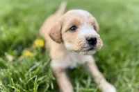 Ocey , a female Goldendoodle for sale in Shipshewana, IN – 9 of 9