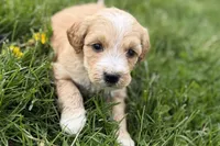 Ocey , a female Goldendoodle for sale in Shipshewana, IN – 6 of 9