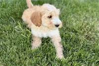 Ocey , a female Goldendoodle for sale in Shipshewana, IN – 7 of 7