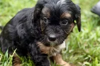 Ordin, a male Bernedoodle for sale in Shipshewana, IN – 3 of 9