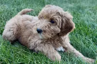 Orlo, a male Goldendoodle for sale in Shipshewana, IN – 6 of 8