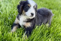Oaklynn, a female Bernedoodle for sale in Shipshewana, IN – 7 of 10