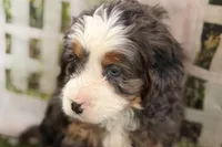 Neil, a male Bernese Mountain Dog and Miniature Bernedoodle for sale in Shipshewana, IN – Photo 3 of 10