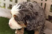 Neil, a male Bernese Mountain Dog and Miniature Bernedoodle for sale in Shipshewana, IN – Photo 2 of 10