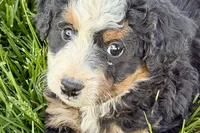 Ocean, a female Bernedoodle for sale in Shipshewana, IN – 1 of 10