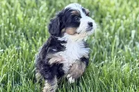Oscar, a male Bernedoodle for sale in Shipshewana, IN – 5 of 9
