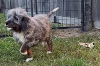Yulian , a male Miniature Bernedoodle for sale in Shipshewana, IN – 4 of 10