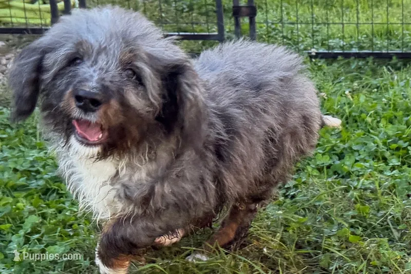 Yulian  – Miniature Bernedoodle puppy for sale in Shipshewana, IN