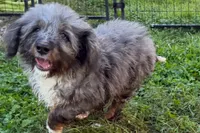 Yulian , a male Miniature Bernedoodle for sale in Shipshewana, IN – 1 of 10