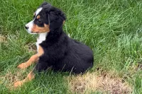 Jen, a female Bernedoodle for sale in Shipshewana, IN – 2 of 9