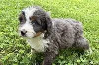 Yale , a male Bernese Mountain Dog and Miniature Bernedoodle for sale in Shipshewana, IN – 4 of 9