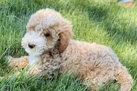 Orvan , a male Goldendoodle for sale in Shipshewana, IN – 7 of 10