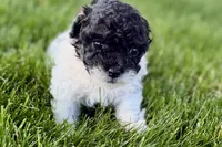 Paris, a female Poodle - Miniature  for sale in Shipshewana, IN – 5 of 9