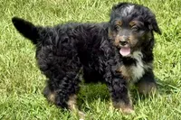 Orbit, a male Miniature Bernedoodle for sale in Shipshewana, IN – 5 of 8